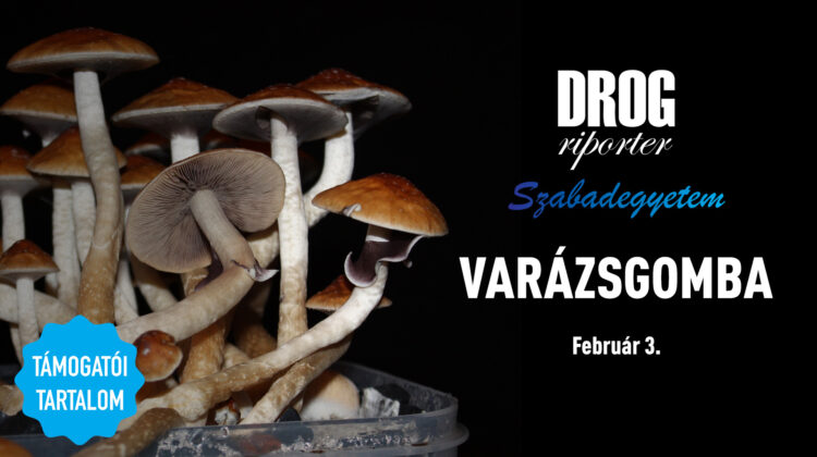 Drogriporter Szabadegyetem – Varázsgomba